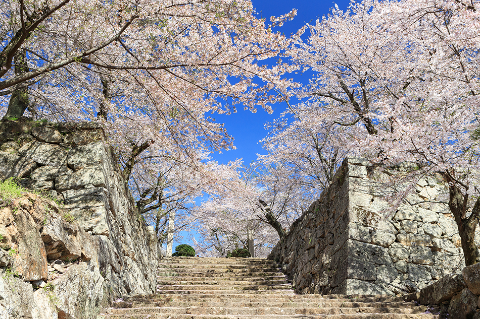 城址の桜